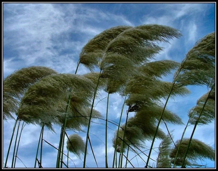 Wind blowing trees